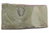 Early Cambrian Trilobite (Perrector) - Tazemmourt, Morocco #359163-1